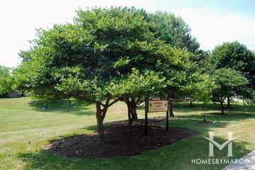 Potomac Park in Elk Grove Village, IL