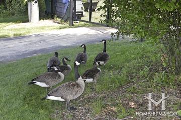 Independence Grove Forest Preserve in Libertyville, IL
