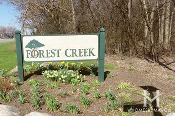 Forest Creek