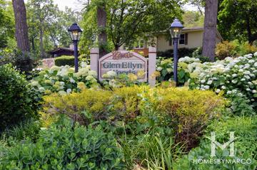 Glen Ellyn Woods