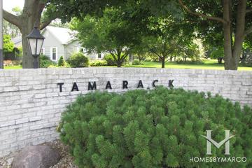 Tamarack