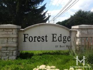 Forest Edge